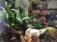 Looking for breeding or just freshwater fish  