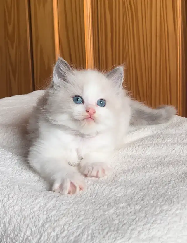 Registered ragdoll kitten
