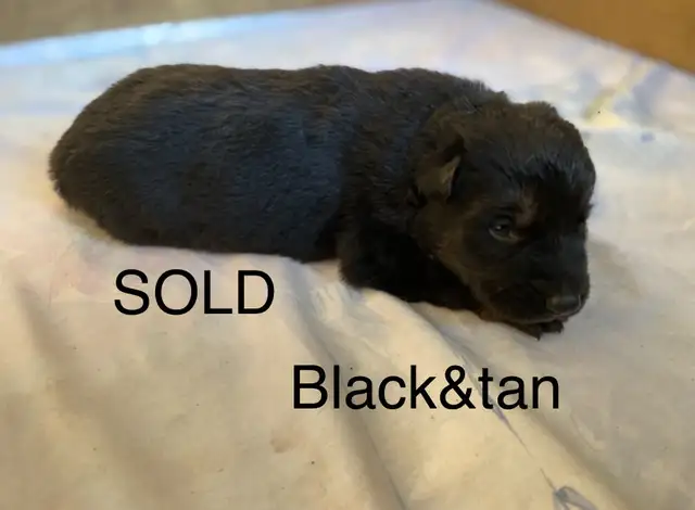 ALL SOLD!! NEXT LITTER MID JUNE!! in Dogs & Puppies for Rehoming in Edmonton - Image 2