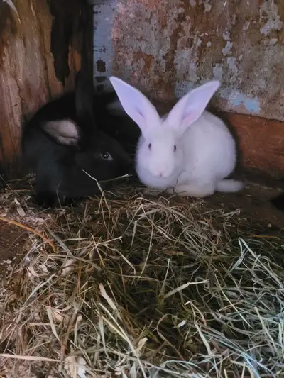 Bébé lapin nouvelle  Zélande, View more