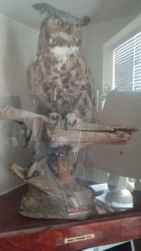 Selling my owl and display case 