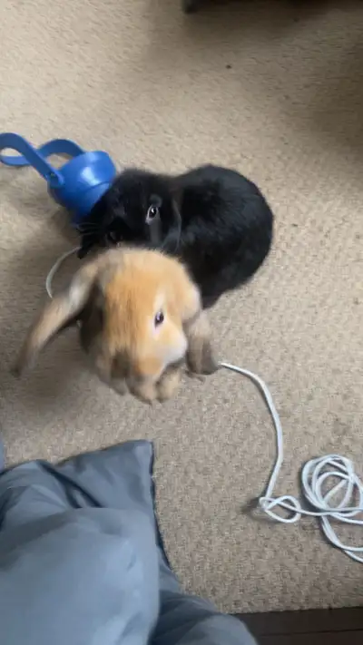Rabbits for rehoming, View more