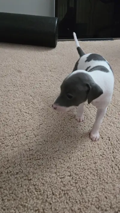 Italian Greyhound Puppies -Ready for their forever home Jan 2026, View more