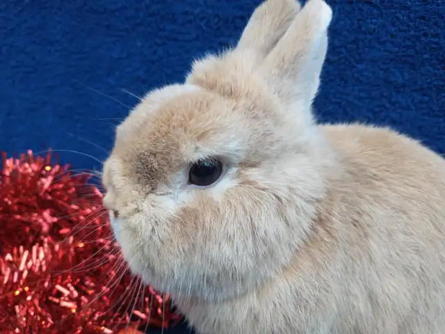 EXTRAORDINARY HOLLAND LOP BABY DWARF BUNNY RABBITS in Small Animals for Rehoming in Ottawa - Image 9
