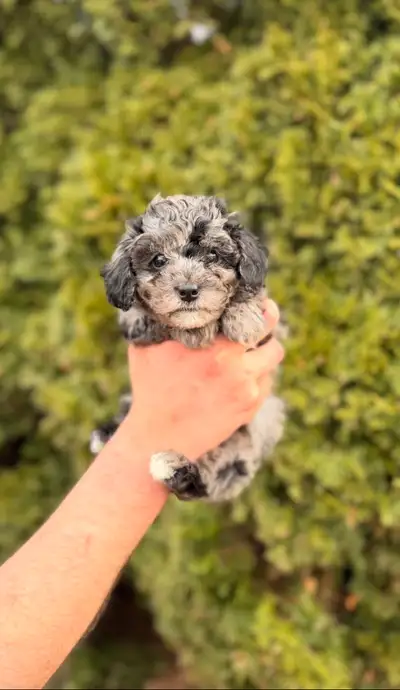 Maltipoo puppies, View more