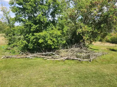 Free Firewood (Ash Tree), View more