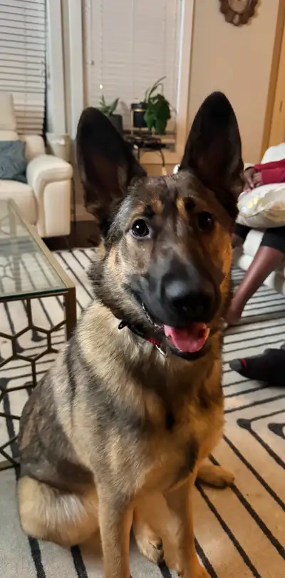 Rhema is our very lively and vivacious puppy, fully vaccinated for her age, very full of life and fr...