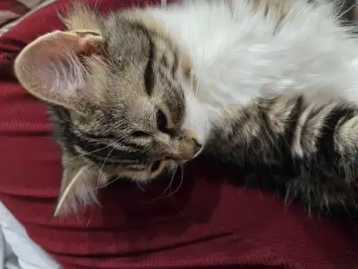 chatons a vendre polydactyl moitié persian, View more