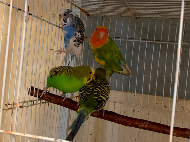 Budgies in Birds for Rehoming in Delta/Surrey/Langley - Image 4