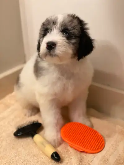 Australian Shepherd X Goldendoodle, View more