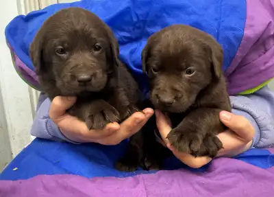 Labrador pure race, View more