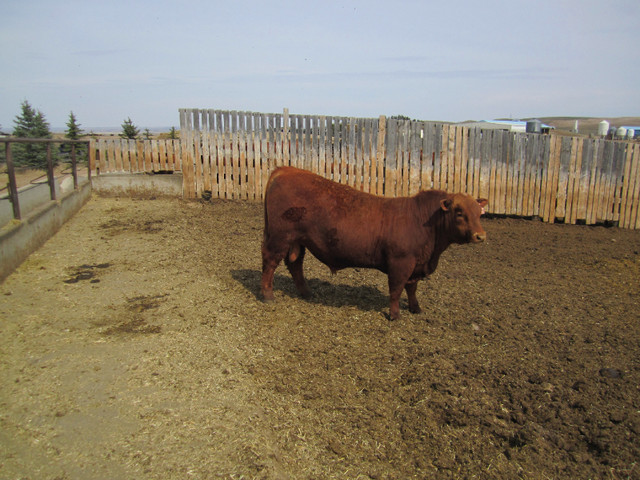 Beautiful Red & Black Sim Bulls For Sale .And Also Red Angus in Livestock in Medicine Hat - Image 2