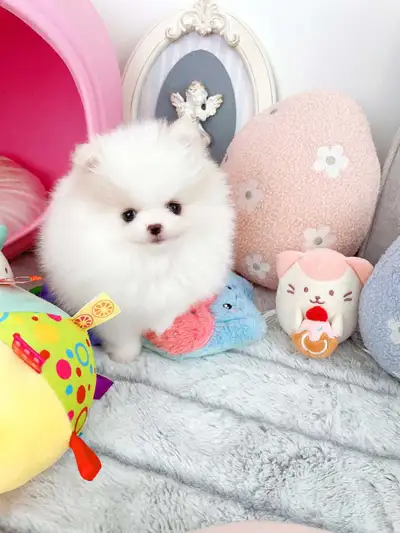 Tiny Pomeranian pups, View more