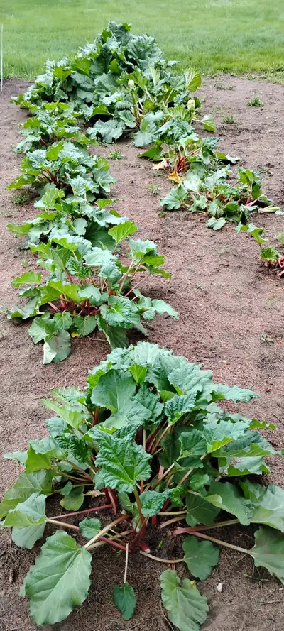 À donner: rhubarbe fraîche. Quantité limitée. Laisser-moi vos coordonnées et je vous contacterai.