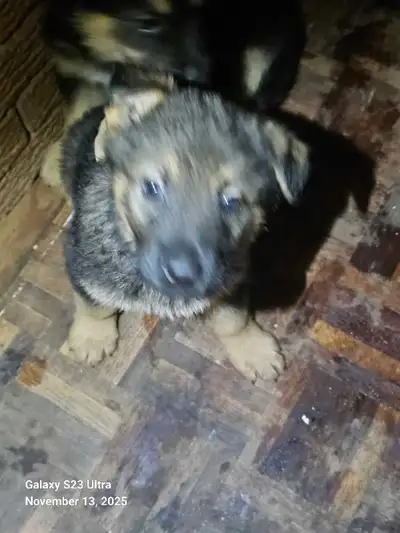 new little cuddly friend for Christmas, View more