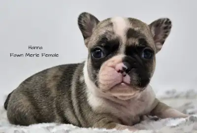 Gorgeous Rainbow litter Frenchton puppies Beautiful colour variation Merle, Isabella, blue, black an...