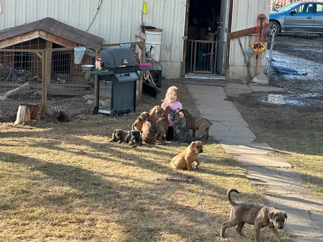 English mastiff cross Serbian mastiff puppies in Dogs & Puppies for Rehoming in Edmonton - Image 6