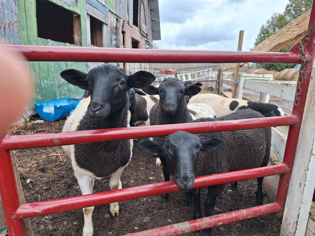Ram lambs  in Livestock in Belleville