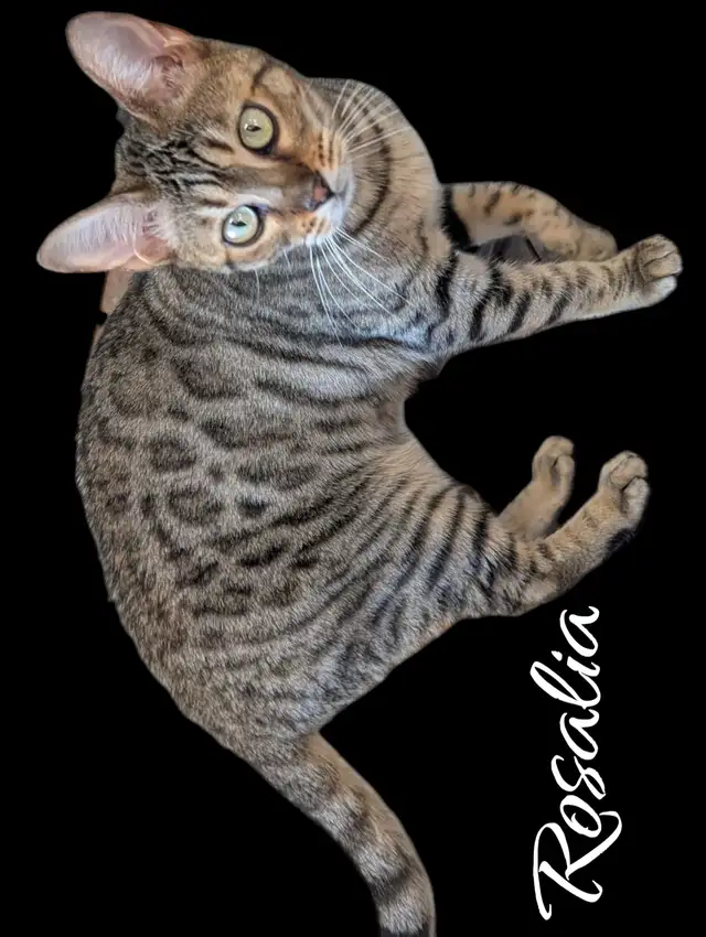 **Chatons Bengal Lynx et Maine Coon - Ste Thérèse** in Cats & Kittens for Rehoming in Laval / North Shore - Image 8