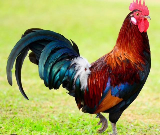 looking for birds in Livestock in Kingston