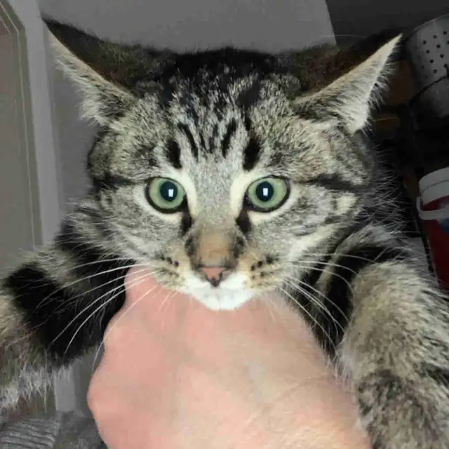 Ring in the new year with a new fuzzy friend