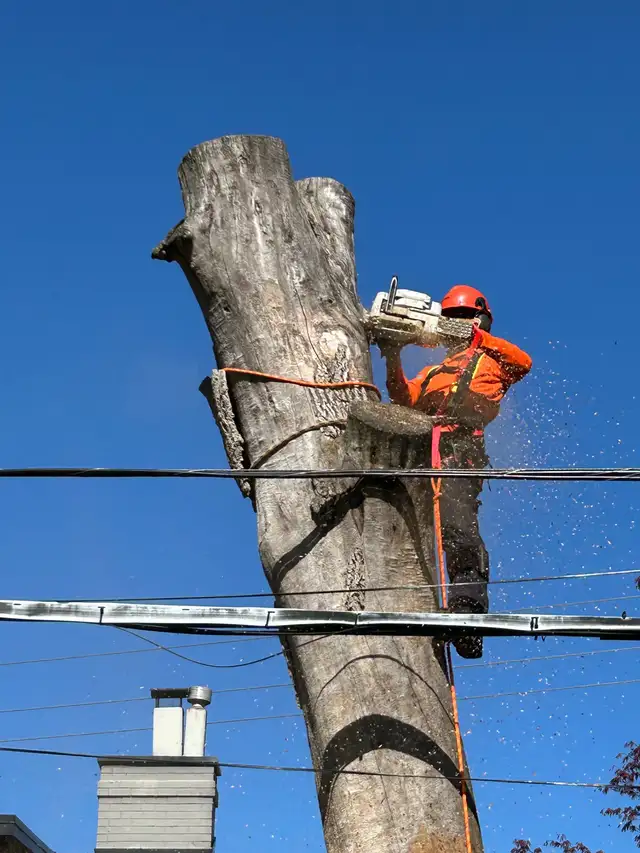 TREE CARE SERVICES, TREE REMOVAL, PRUNING (416) 206-146062863246806274124