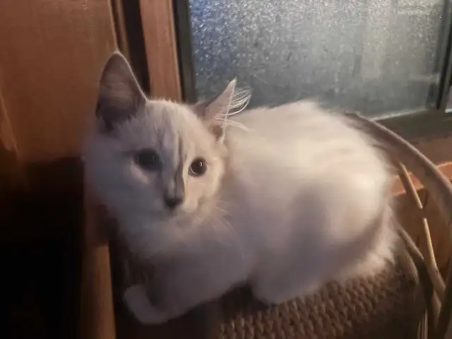 Siberian x Ragdoll kittens