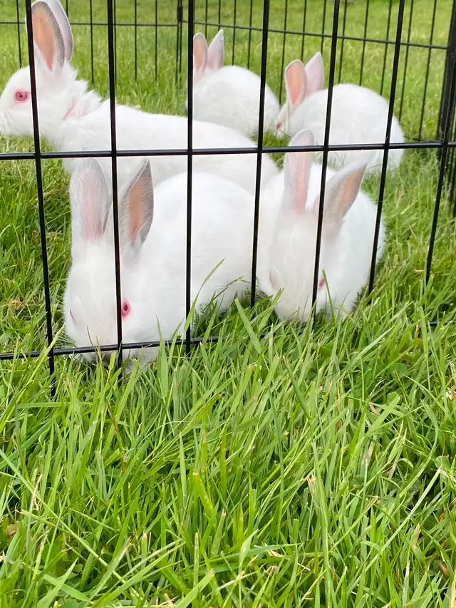 Baby Rex/Californian Rabbits in Small Animals for Rehoming in Moncton - Image 2