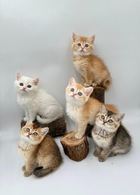 Scottish purebred kitties 