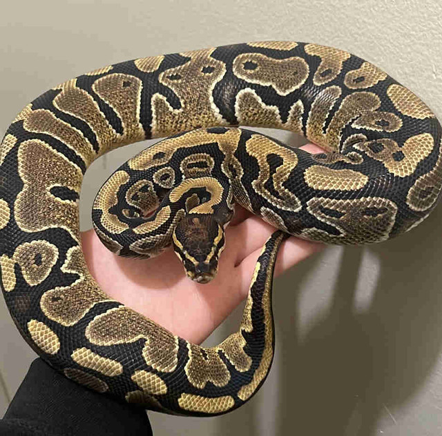 Female 50% Het Pied - Ball Python in Reptiles & Amphibians for Rehoming in City of Halifax