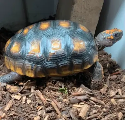 Yellowfoot Tortoise For Sale 5 - 6 years old $400 Will Deliver