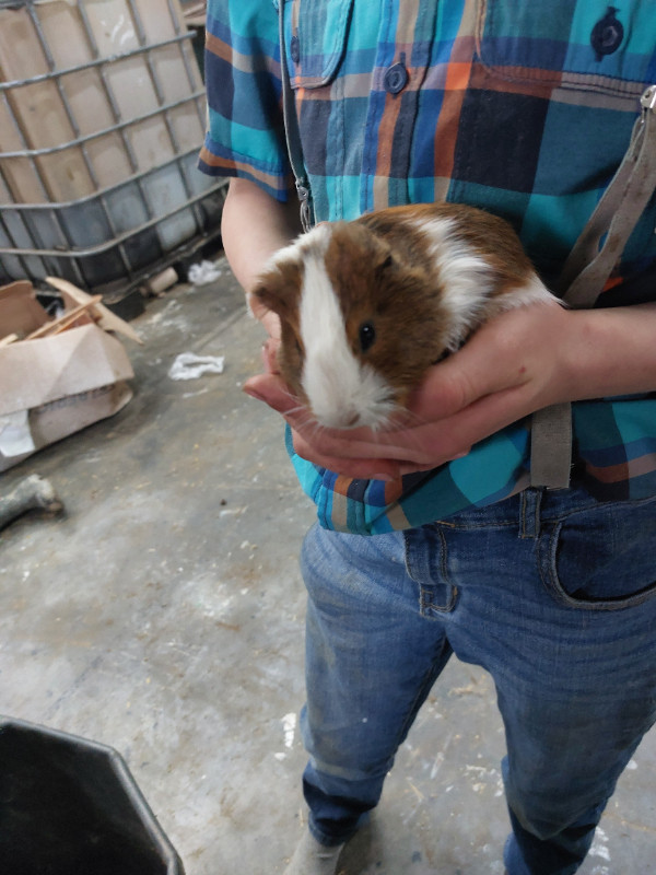 Guinea pigs in Small Animals for Rehoming in Kitchener / Waterloo - Image 3