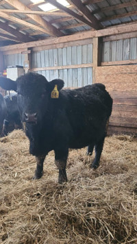 Purebred Angus Bull For Sale