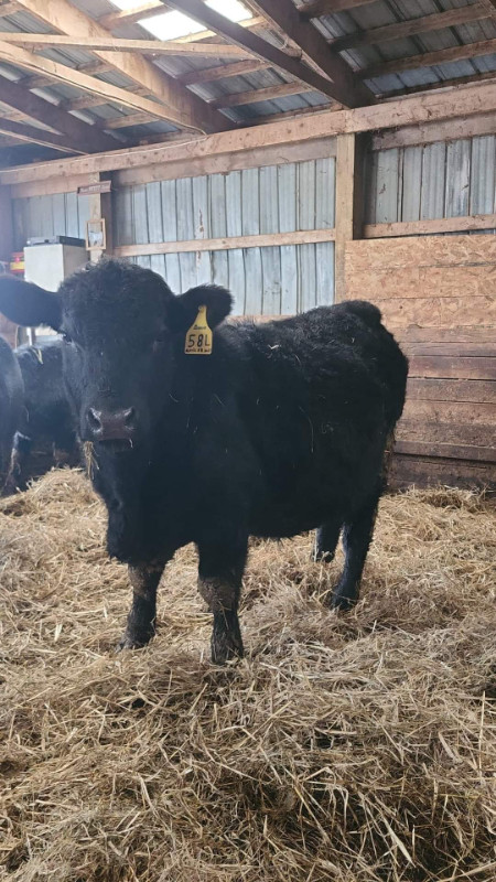 Purebred Angus Bull For Sale in Livestock in Summerside