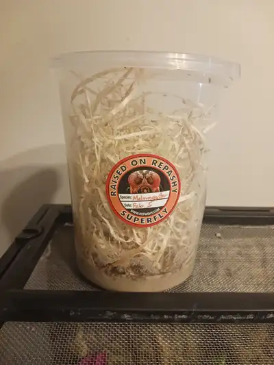 Melanogaster Fruit Fly Cultures For Sale, View more