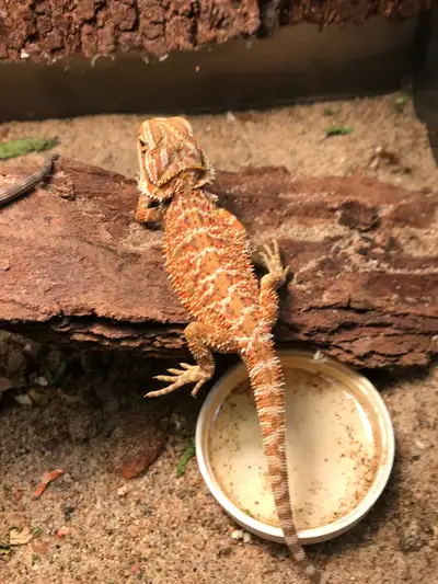 BEAUTIFUL BABY BEARDED DRAGONS $100, View more