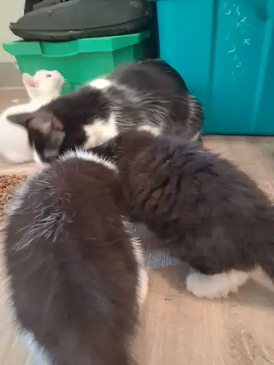 kittens and two adult cats, View more