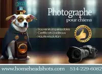 Photographe animalier pour chiens