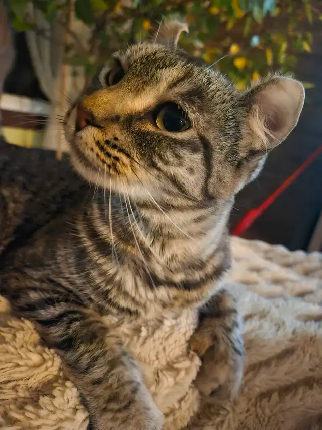 chatte hyland lynx in Cats & Kittens for Rehoming in Victoriaville - Image 5