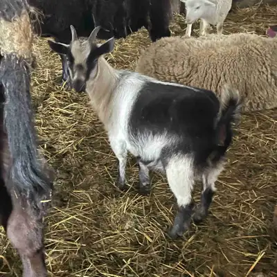 Miniature Nigerian dwarf doe, View more