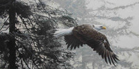 *REDUCED**THROUGH THE FIRS "EAGLE" BY RON PARKER LIMITED EDITION