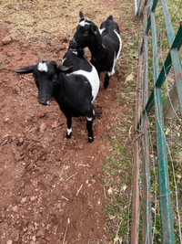 Two Nigerian goats for sale