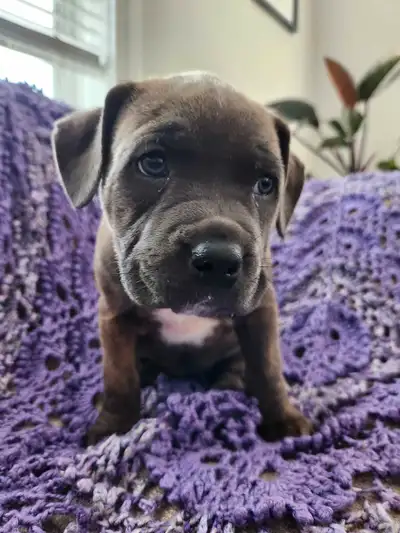 American terrior cross puppies, View more