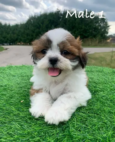 Shih Poo Puppies (Delivery Available), View more