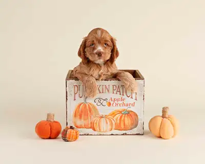 Adorable Mini COCKAPOO Puppies FOR SALE!, View more