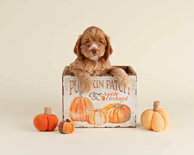 Adorable Mini COCKAPOO Puppies FOR SALE! in Dogs & Puppies for Rehoming in Kitchener / Waterloo - Image 2