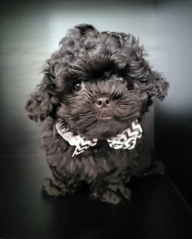 ❤️ BEAUTIFUL TOY SHIH POO PUPPIES ❤️ CKC BLOODLINES in Dogs & Puppies for Rehoming in Ottawa - Image 3