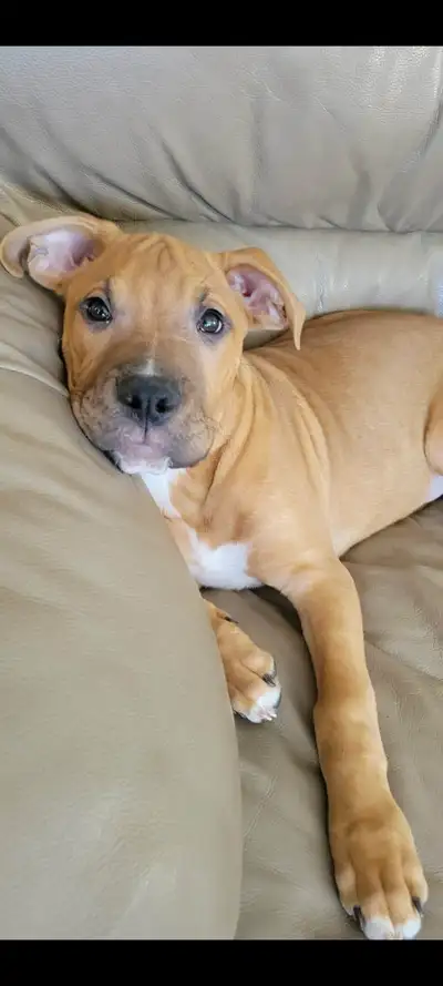 1 boxer/Mastiff looking for his furever home., View more