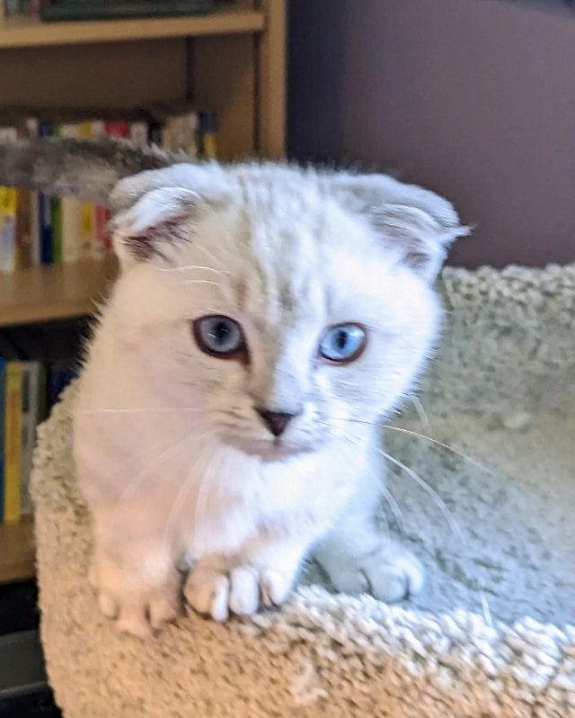Munchkin Kittens! Cats & Kittens for Rehoming Kelowna Kijiji