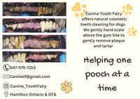 Cosmetic Teeth Cleaning for Cats & Dogs 